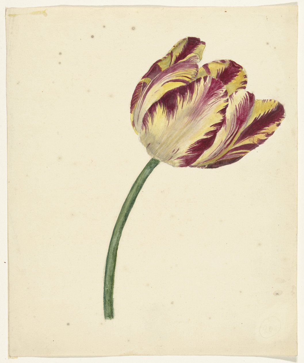 Yellow-Red Tulip by Anonymous