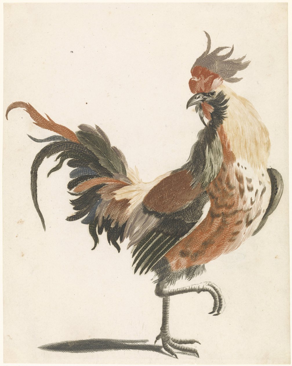 Rooster Walking to the Right (version A) by Anonymous