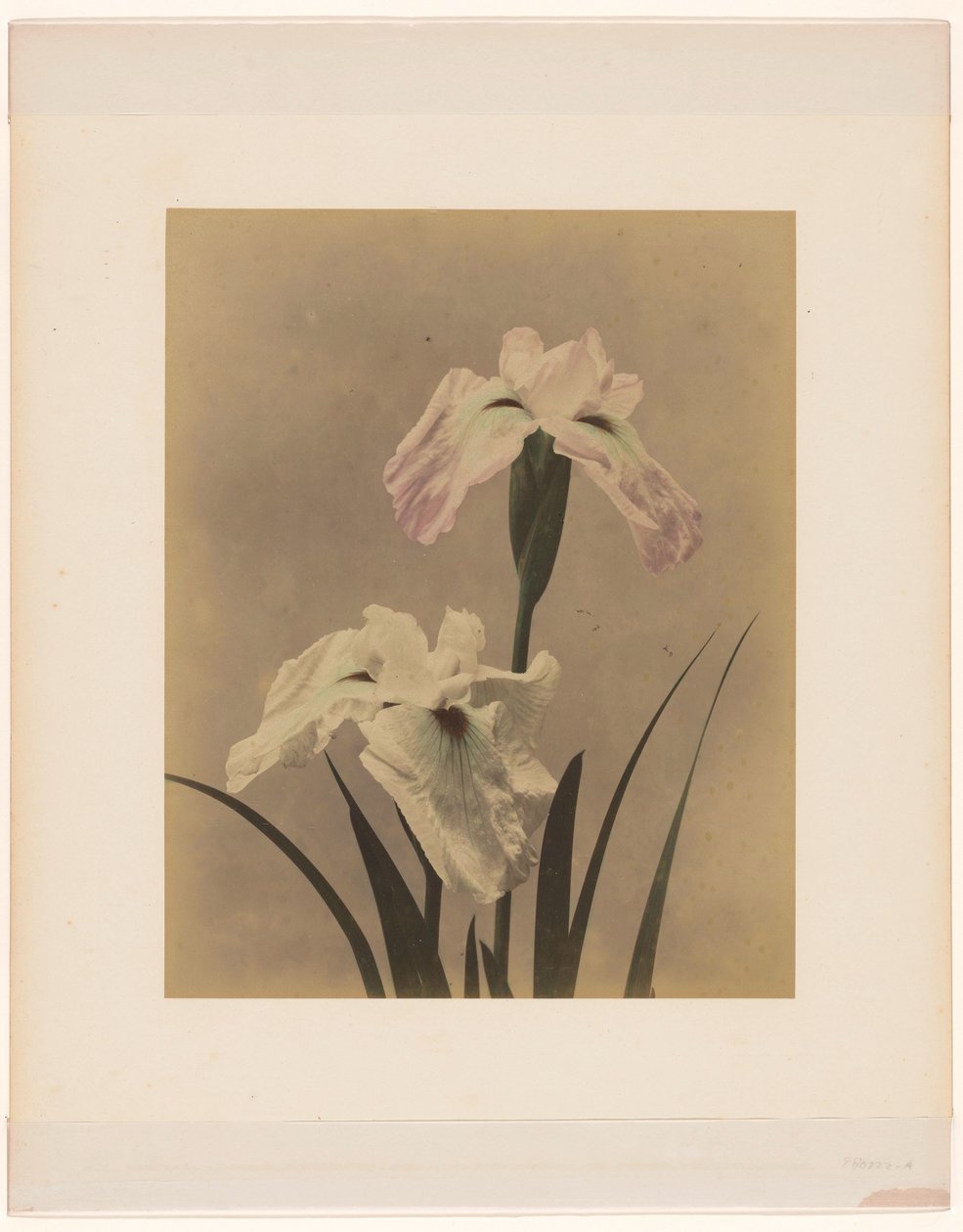 Irises by Anonymous