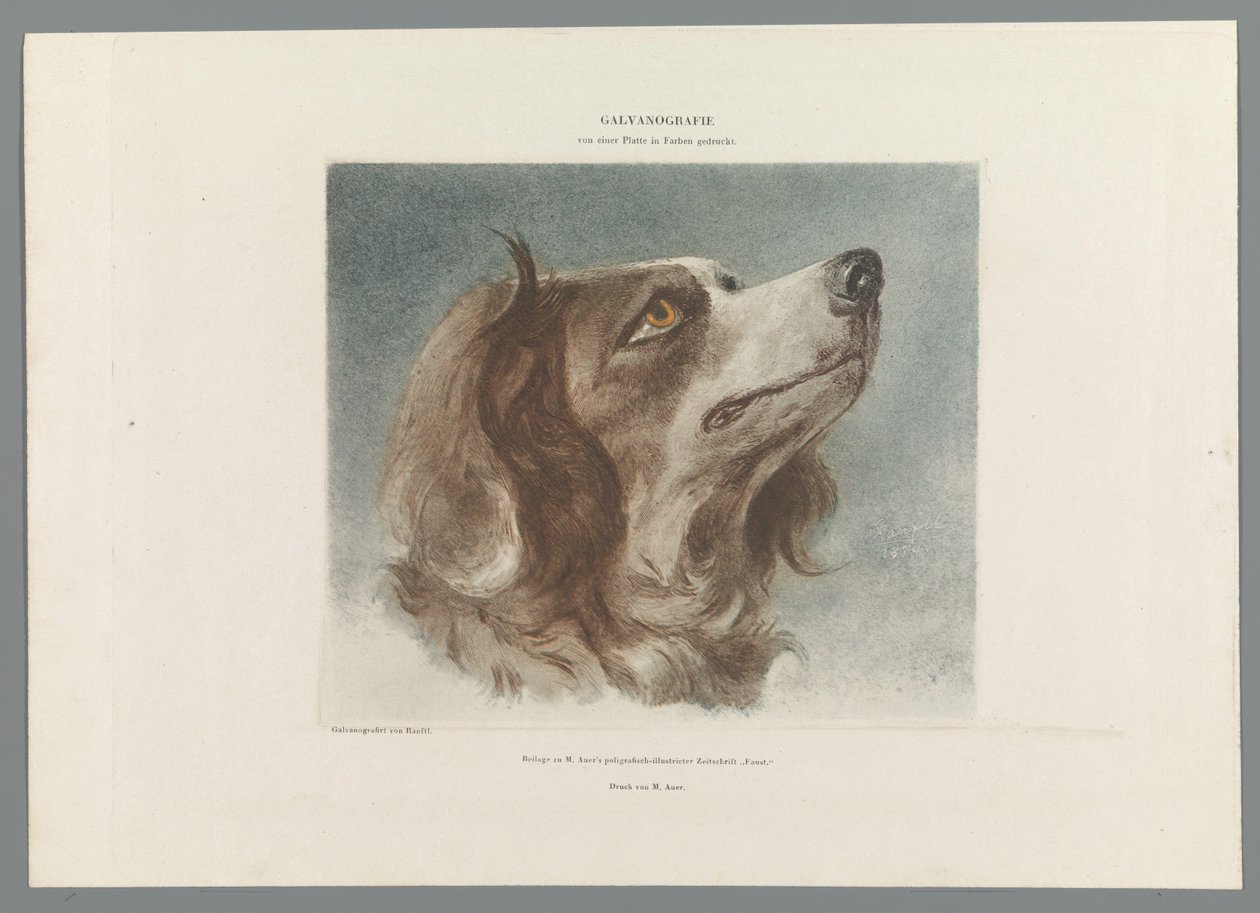 Head of a Dog by Anonymous