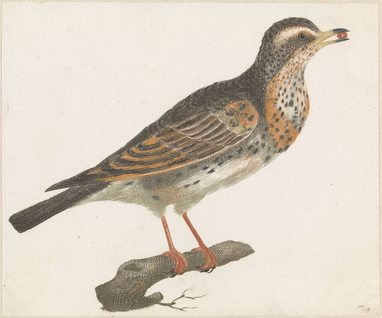 Thrush with a Berry in its Beak by Anonymous