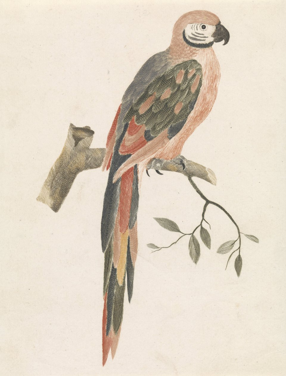 Parrot on a Branch by Anonymous