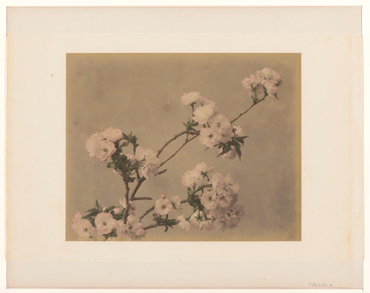 Peonies by Anonymous