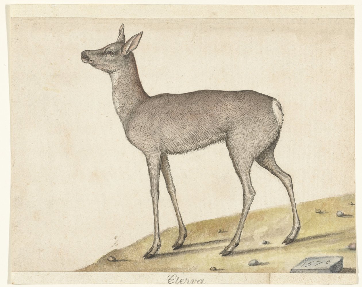 Roe Deer by Anonymous