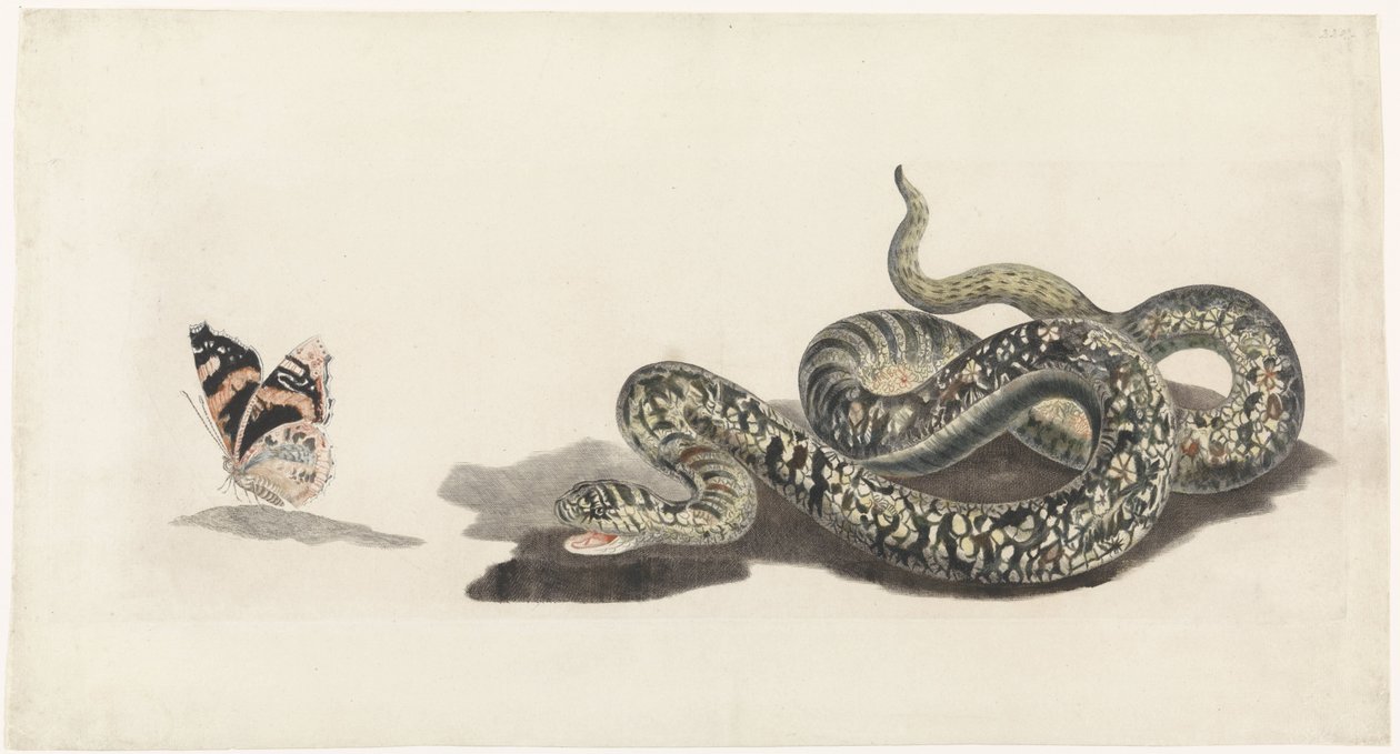 Snake with a Butterfly by Anonymous