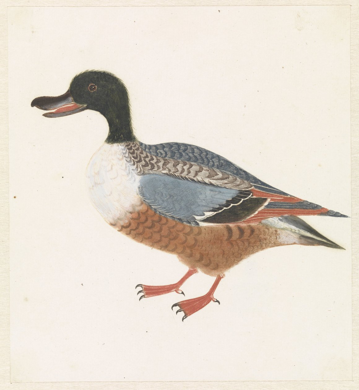 Standing Shoveler Facing Left by Anonymous