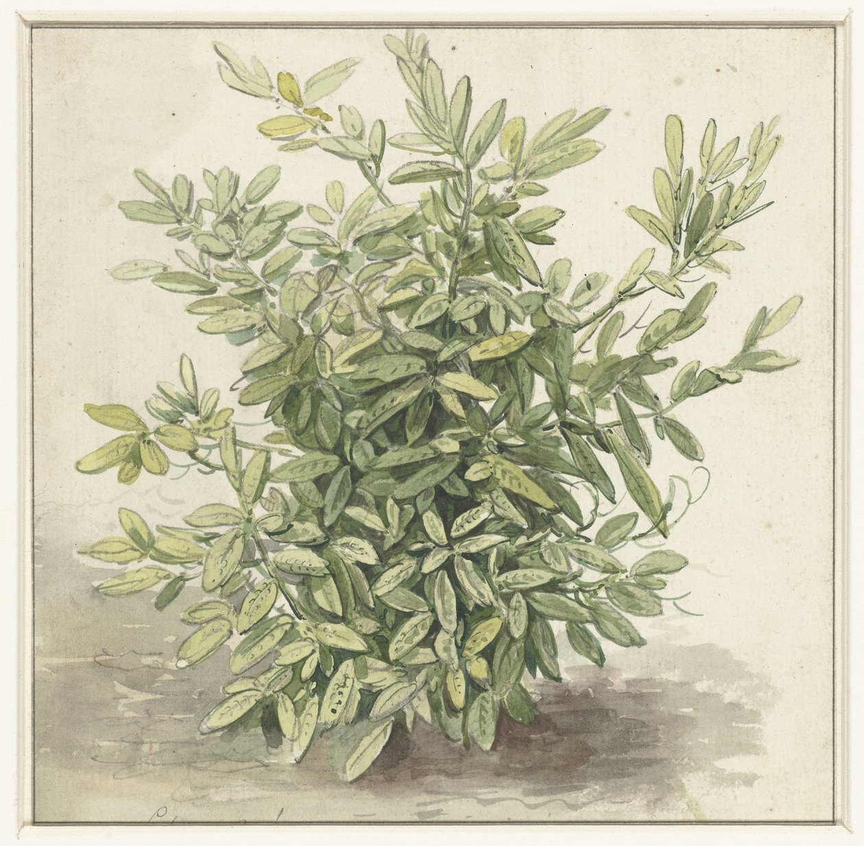 Study of a Laurel Bush by Anonymous