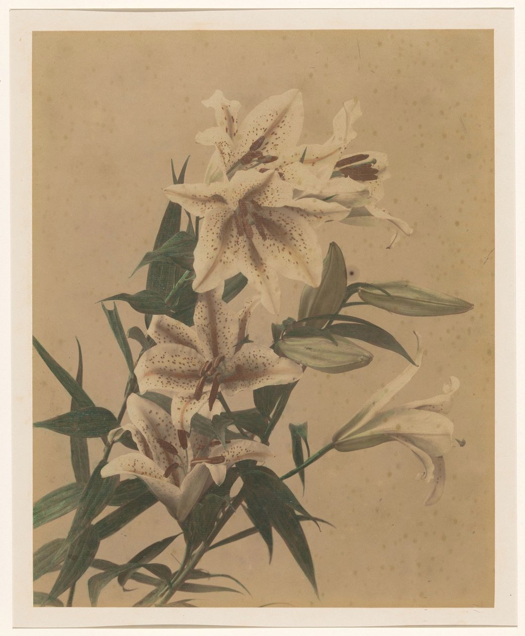 Tiger Lilies by Anonymous
