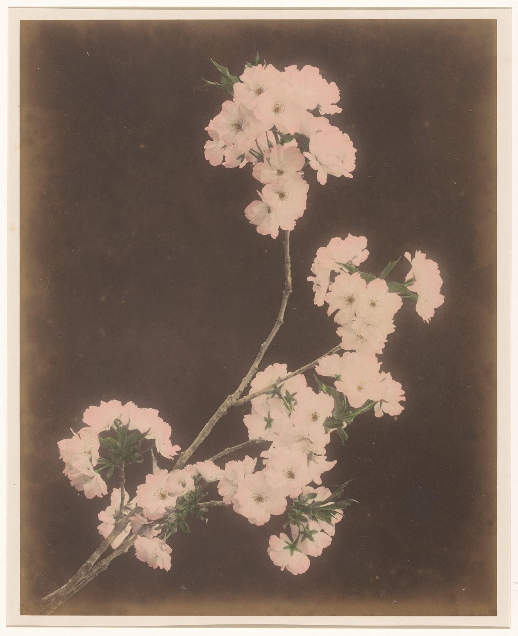 White Lilies by Anonymous