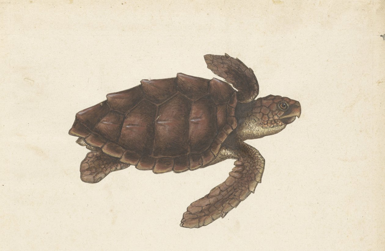 Sea Turtle (title on object) Lombard Album (series title) by Anonymous