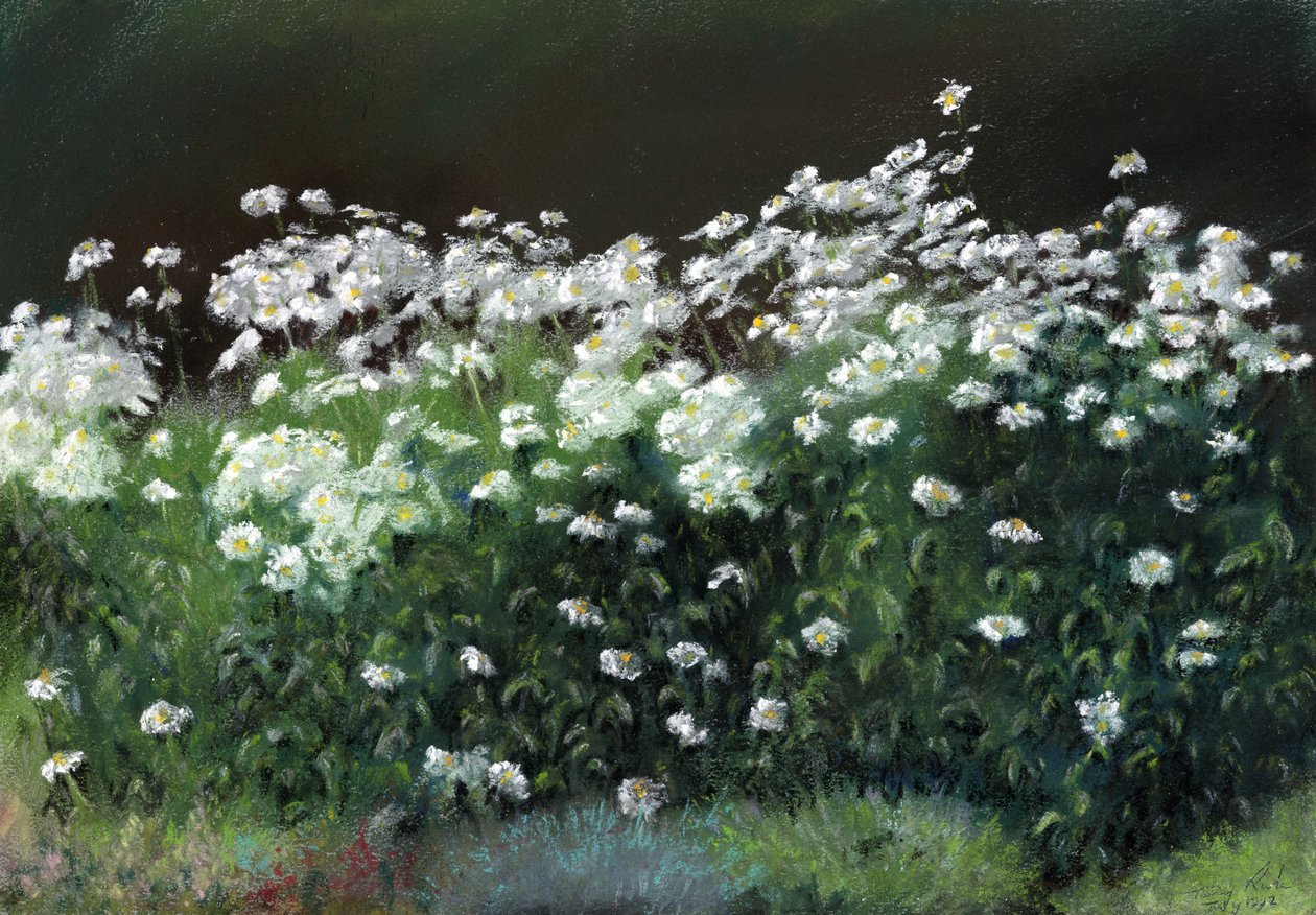 Shasta Daisies by Anthony Rule