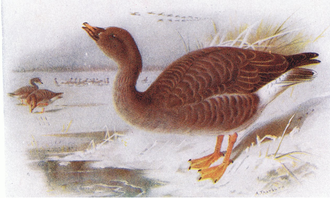Bean Goose by Archibald Thorburn
