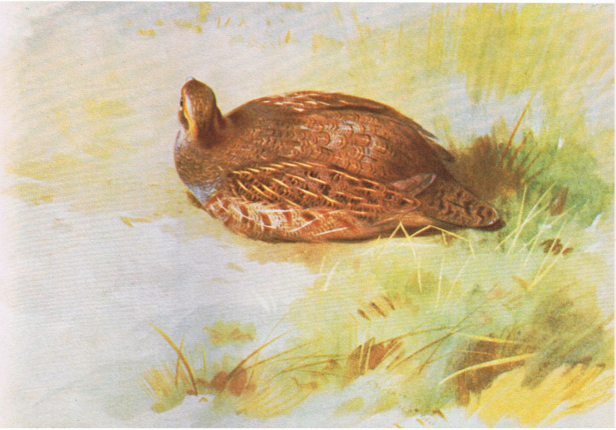 Common Partridge by Archibald Thorburn