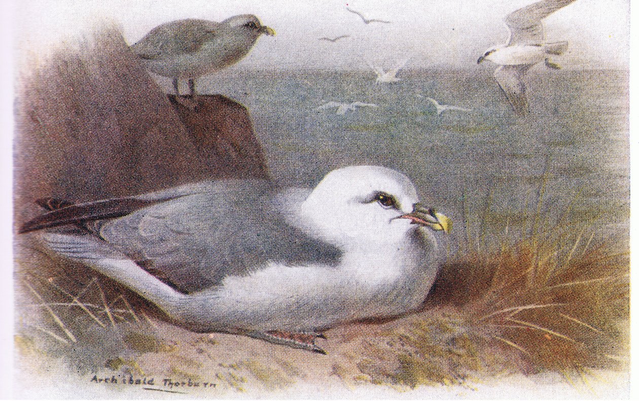 Fulmar by Archibald Thorburn