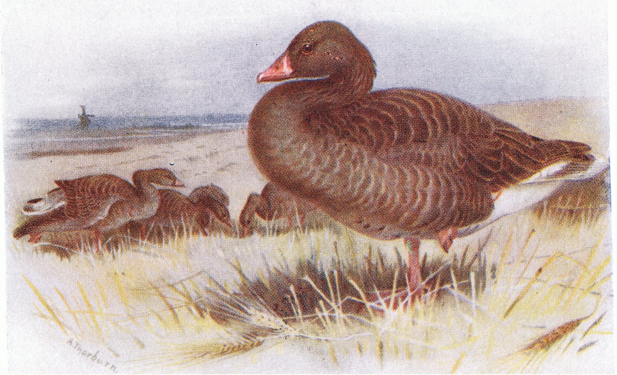 Grey Lag Goose by Archibald Thorburn