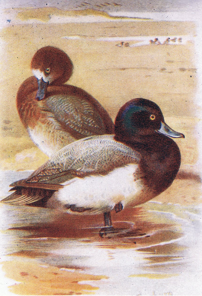 Scaup by Archibald Thorburn