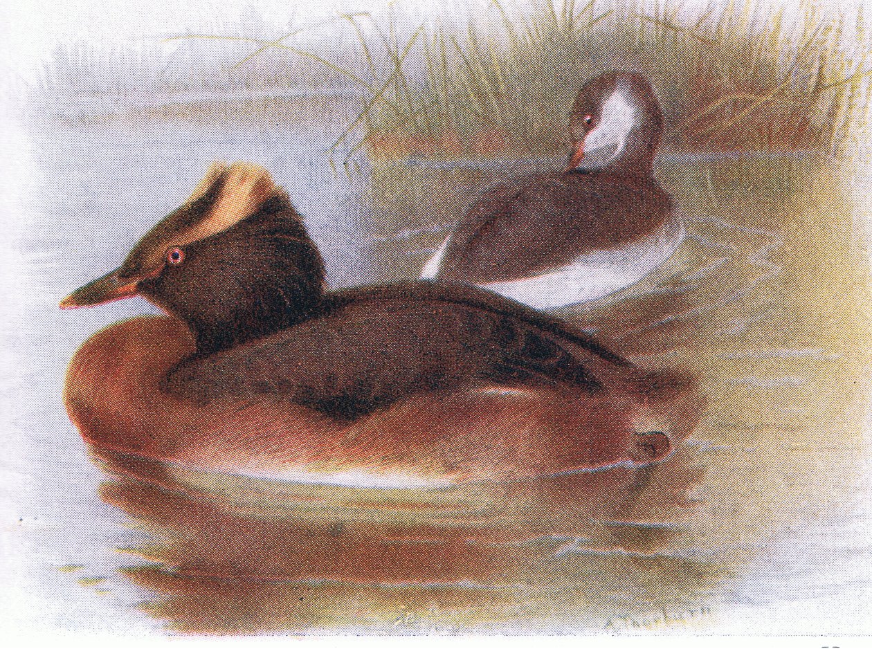 Slavion Grebe by Archibald Thorburn