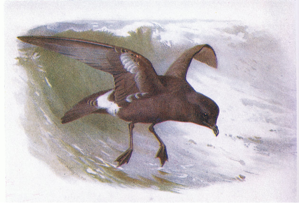 Storm Petrel by Archibald Thorburn