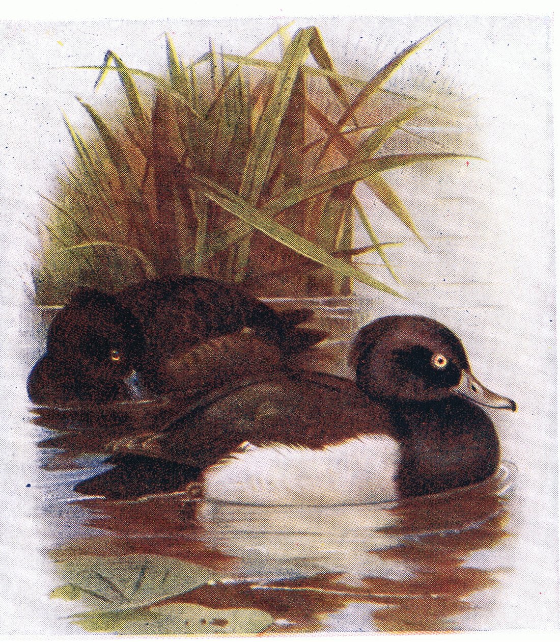Tufted Duck by Archibald Thorburn