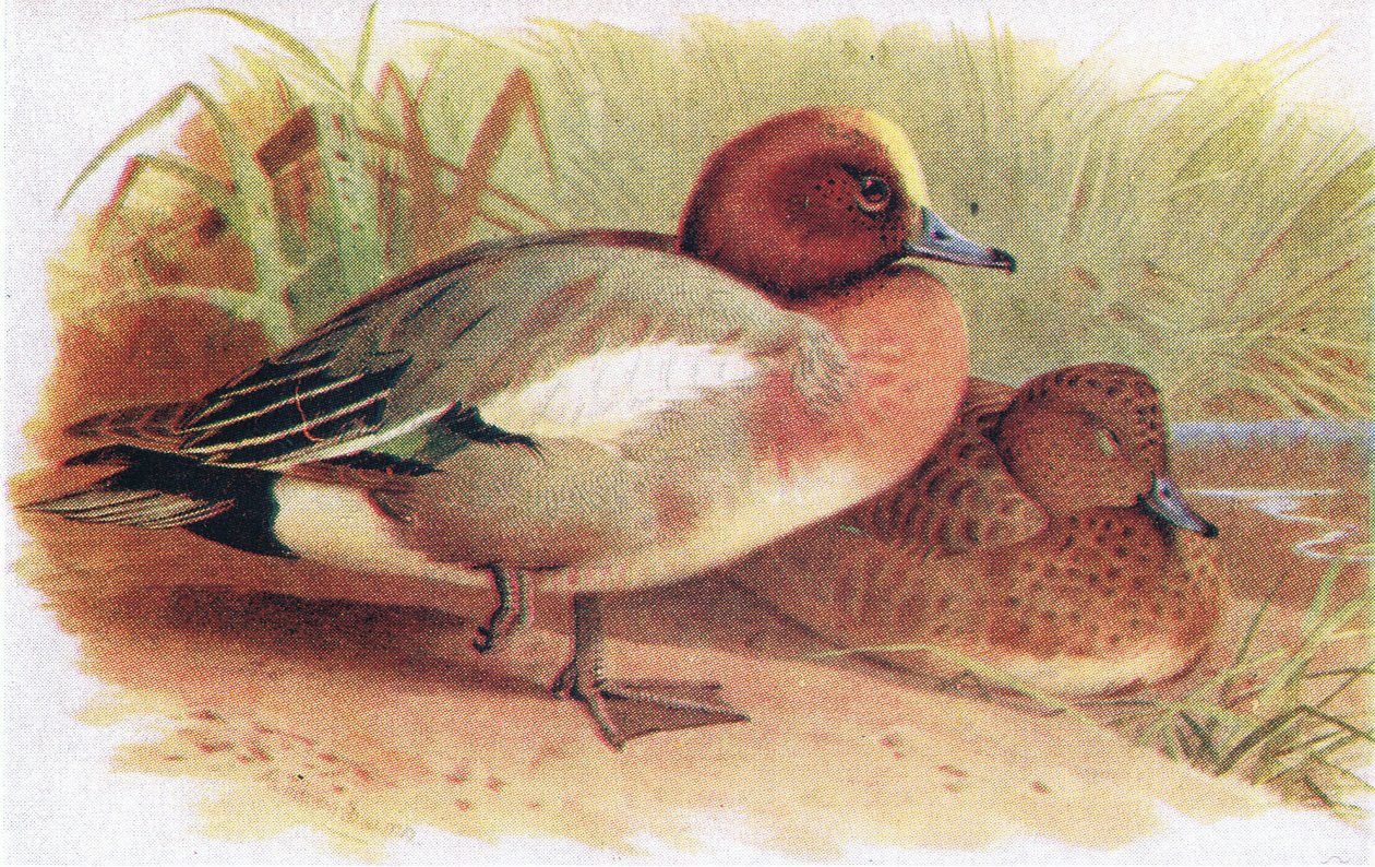 Wigeon by Archibald Thorburn