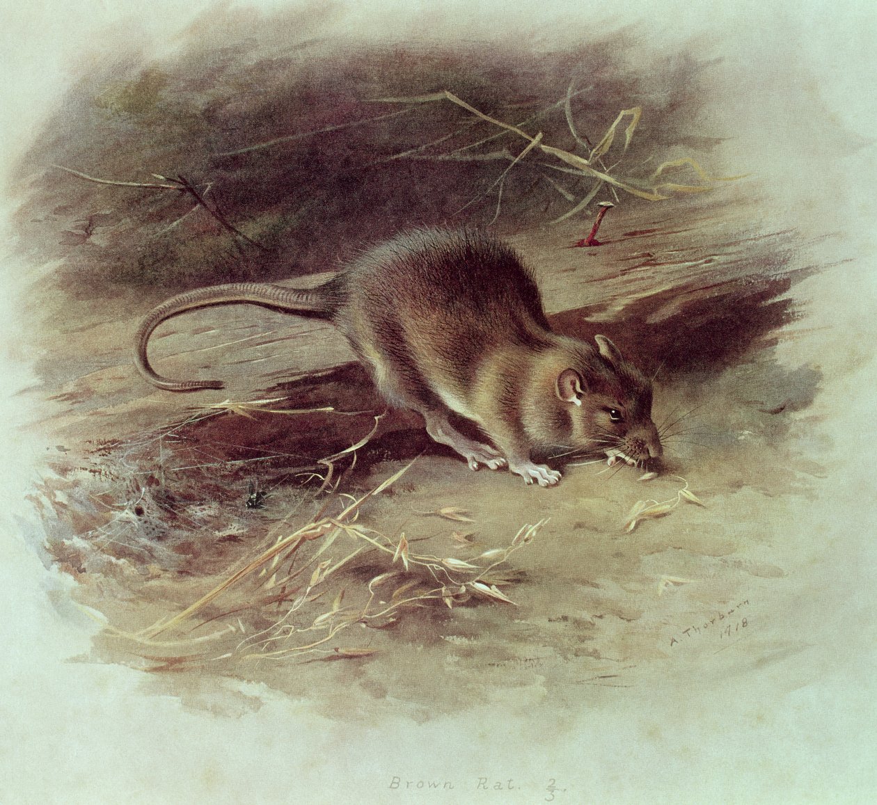 Brown Rat (Rattus norvegicus) 1918 by Archibald Thorburn