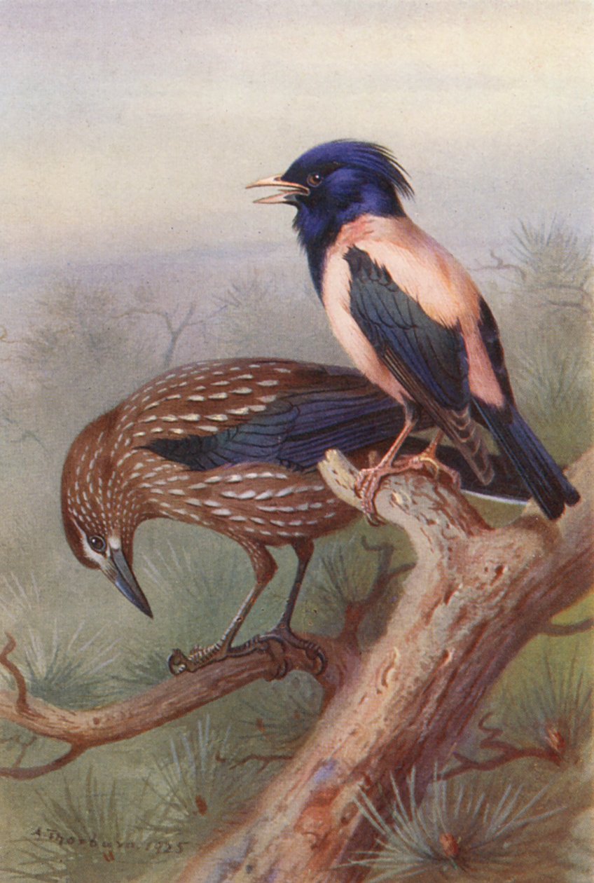 Nutcracker, Rose-Coloured Starling by Archibald Thorburn