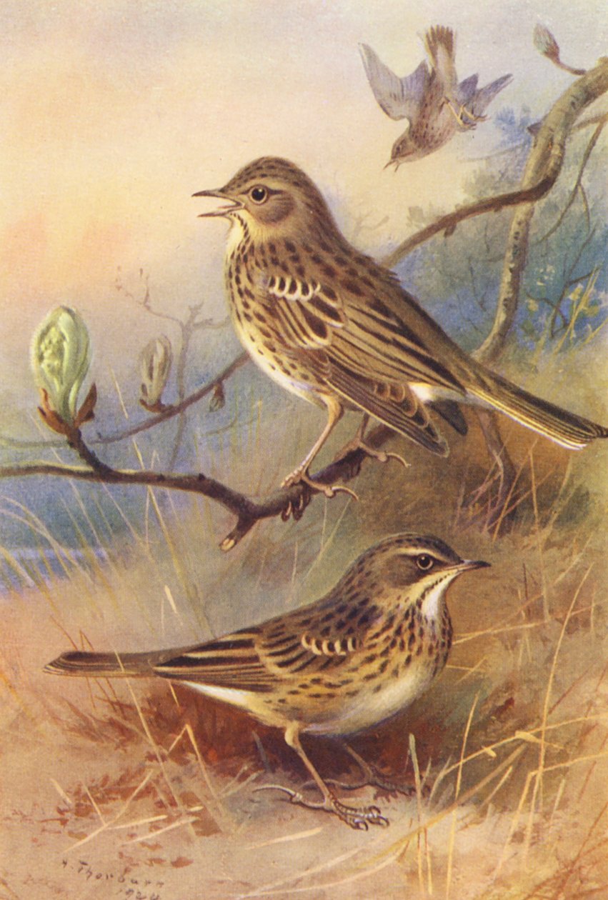 Tree-Pipit, Meadow-Pipit by Archibald Thorburn