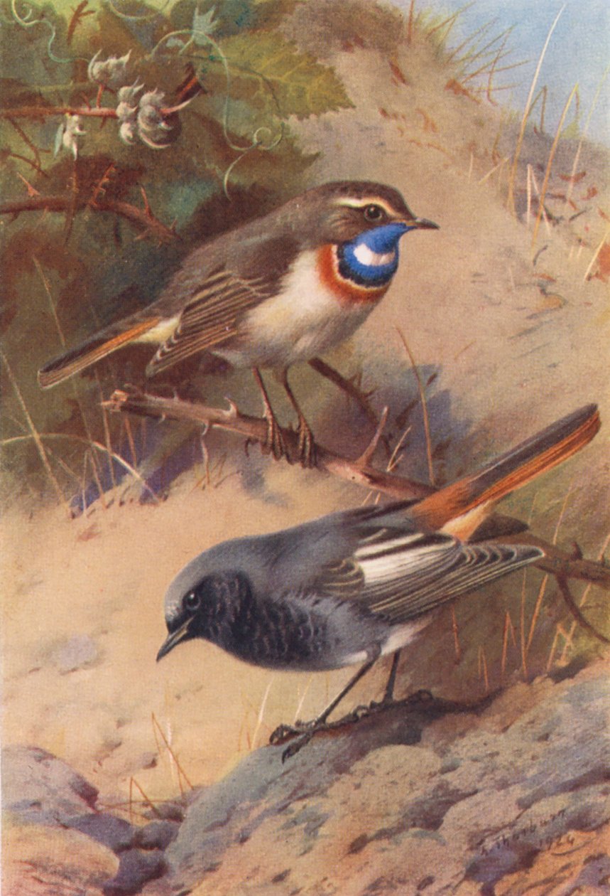 White-Spotted Bluethroat, Black Redstart by Archibald Thorburn