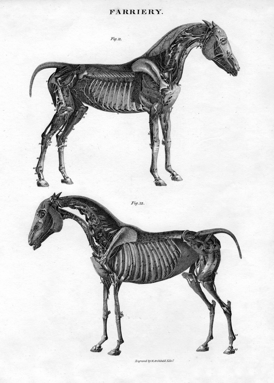 Anatomy of a horse by Archibald Webb