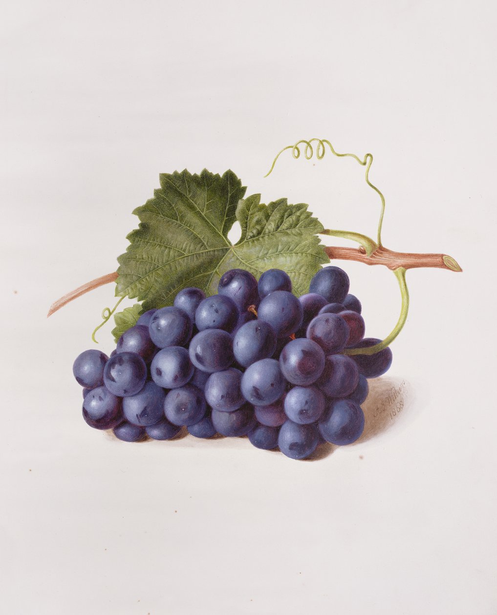 Fruit of the Vine, 1868 by Augusta Innes Withers