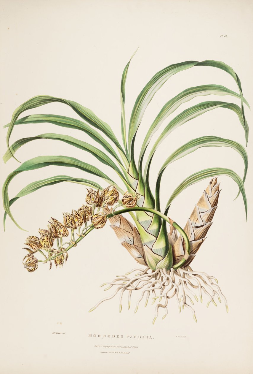 Illustration of Mormodes maculata var. maculata (as syn. Mormodes pardina) by Augusta Innes Withers