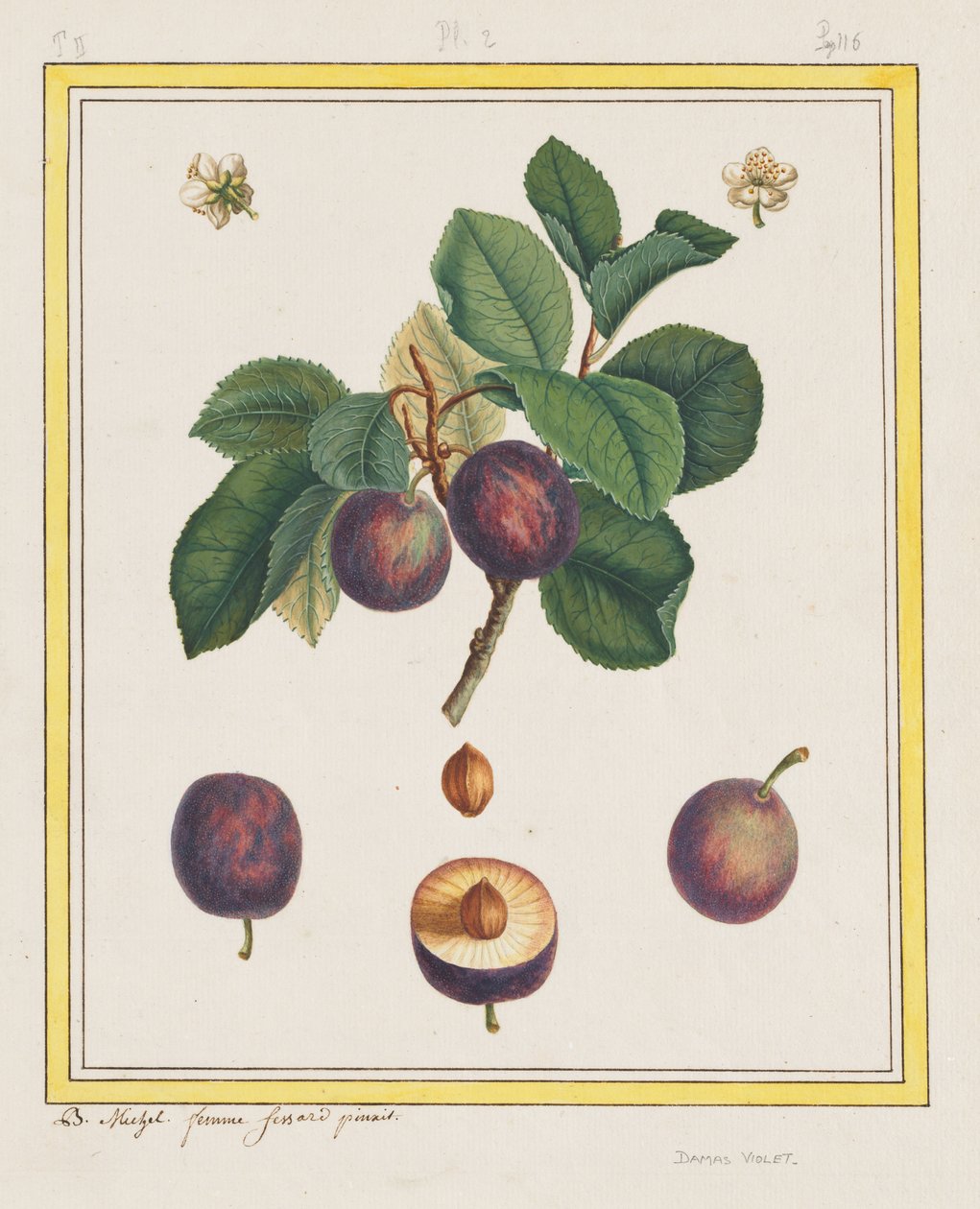 Damascus Plum by B. Michel