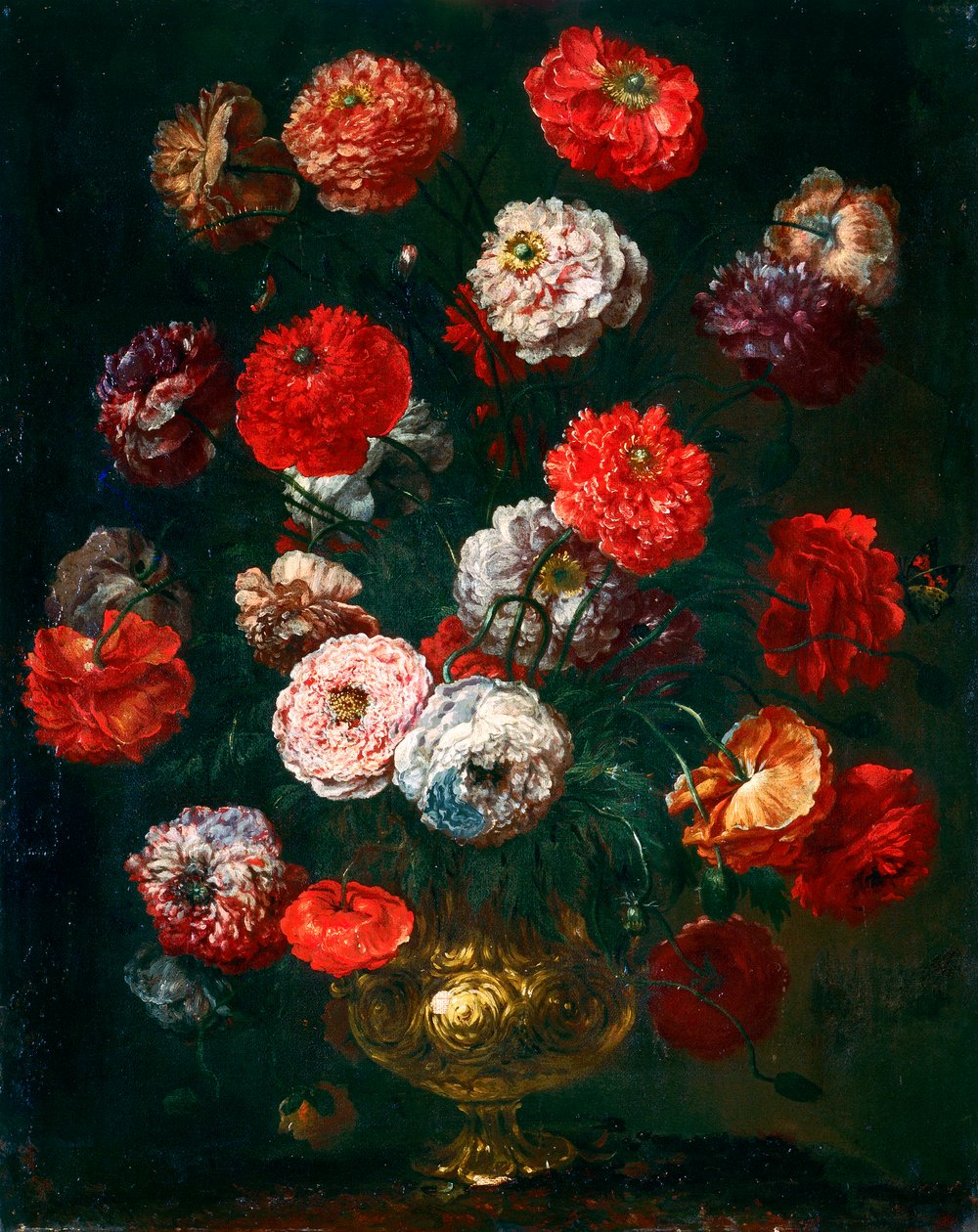 Corn poppy by Bartolomeo Bimbi