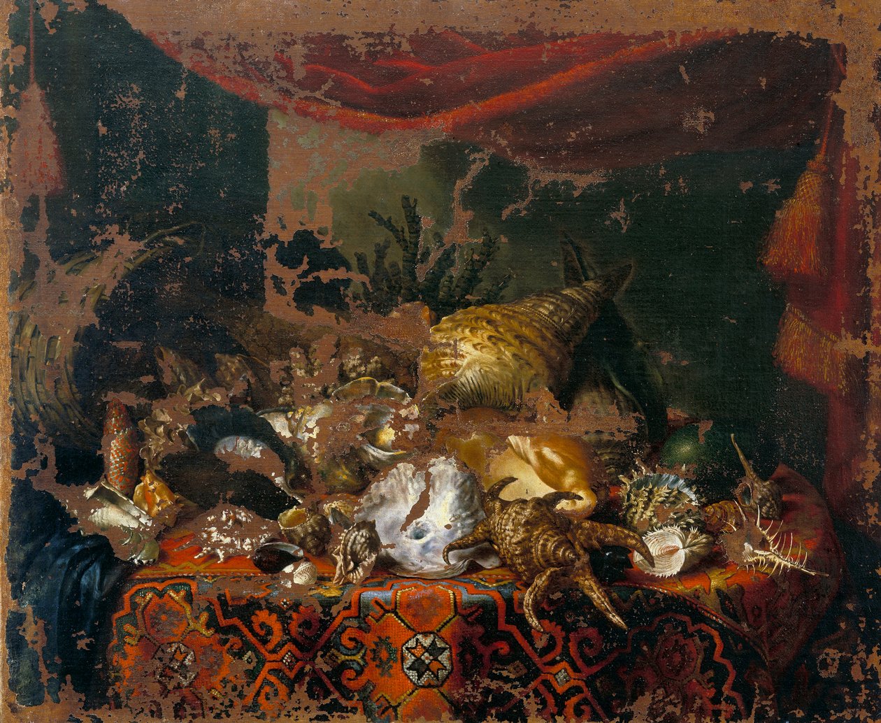 Shells by Bartolomeo Bimbi