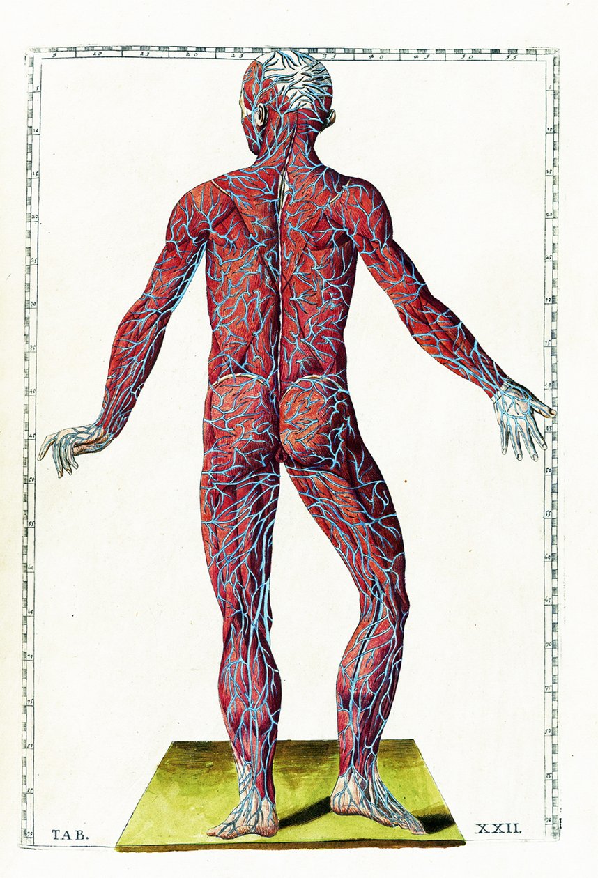 Tabulae Anatomicae by Bartolomeo Eustachi