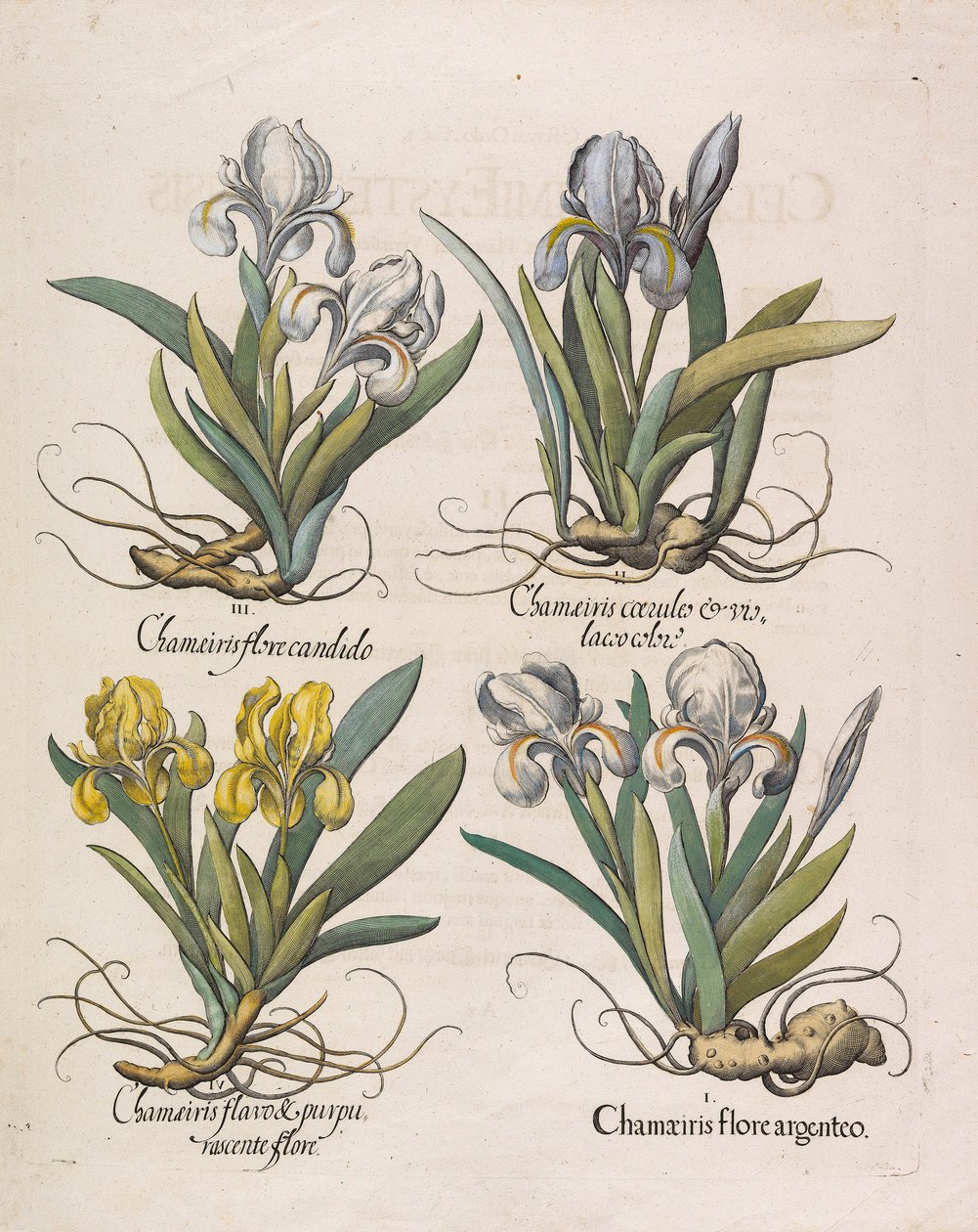 Chamaeiris Flore by Basilius Besler