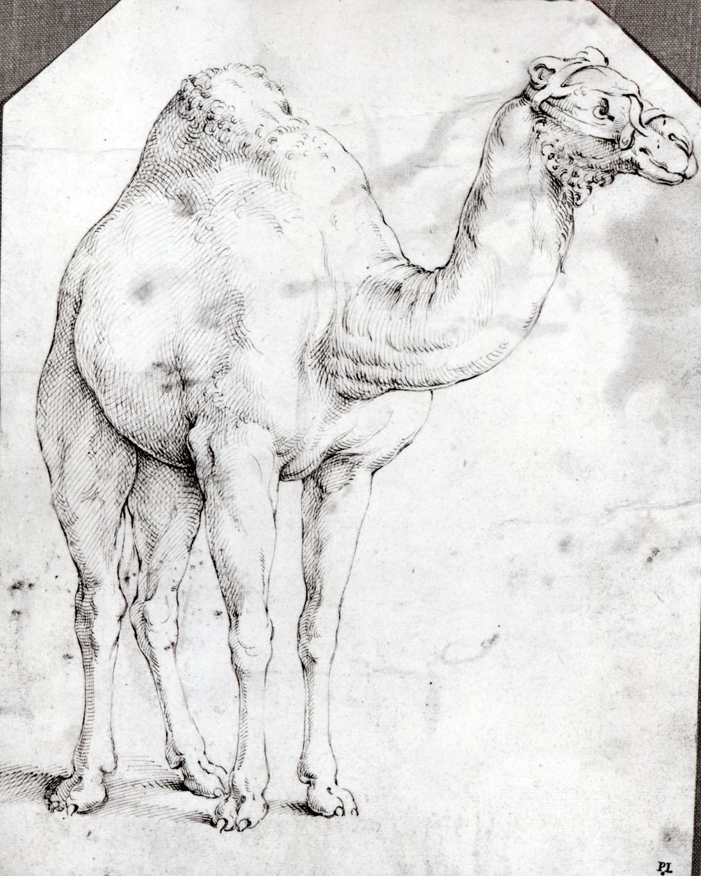 Camel by Battista Franco