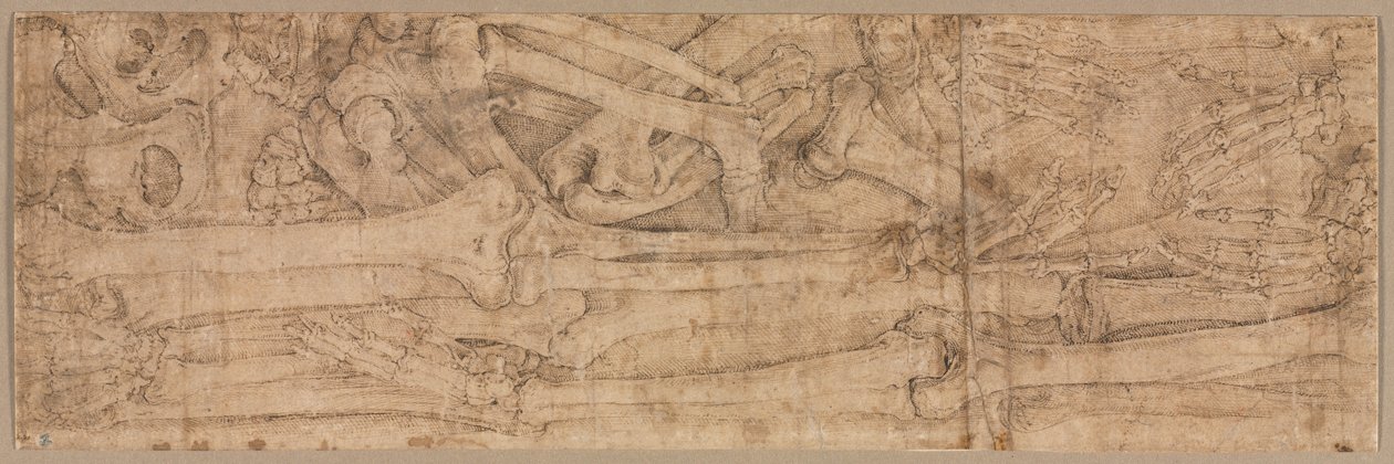 Arm Bones by Battista Franco