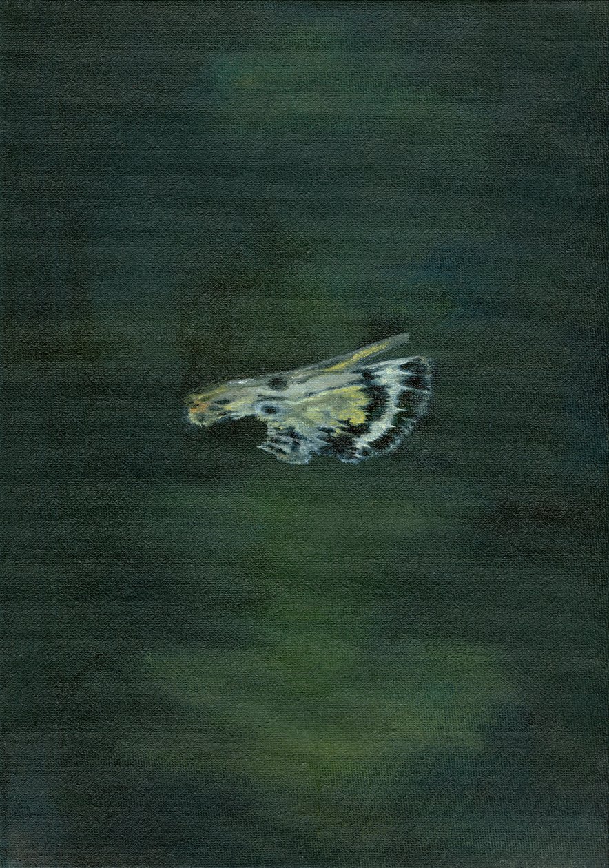 Moth Wing, 2014 by Bella Larsson