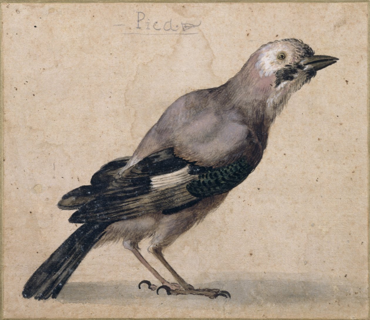 A Jay by Benedetto Luti