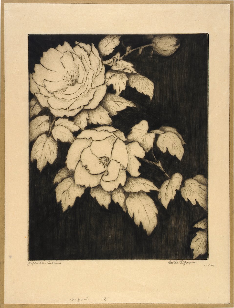Japanese Peonies by Bertha E. Jaques