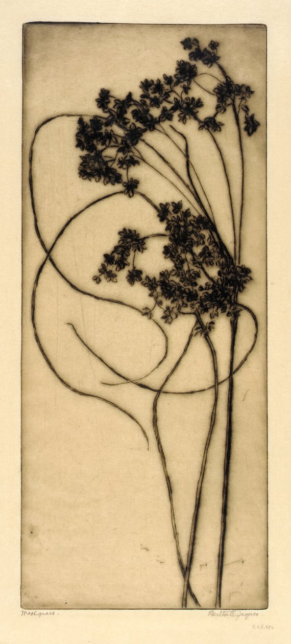 Woolgrass by Bertha E. Jaques