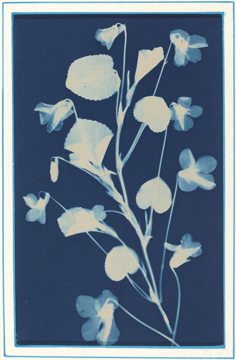 Untitled by Bertha Evelyn Jacques
