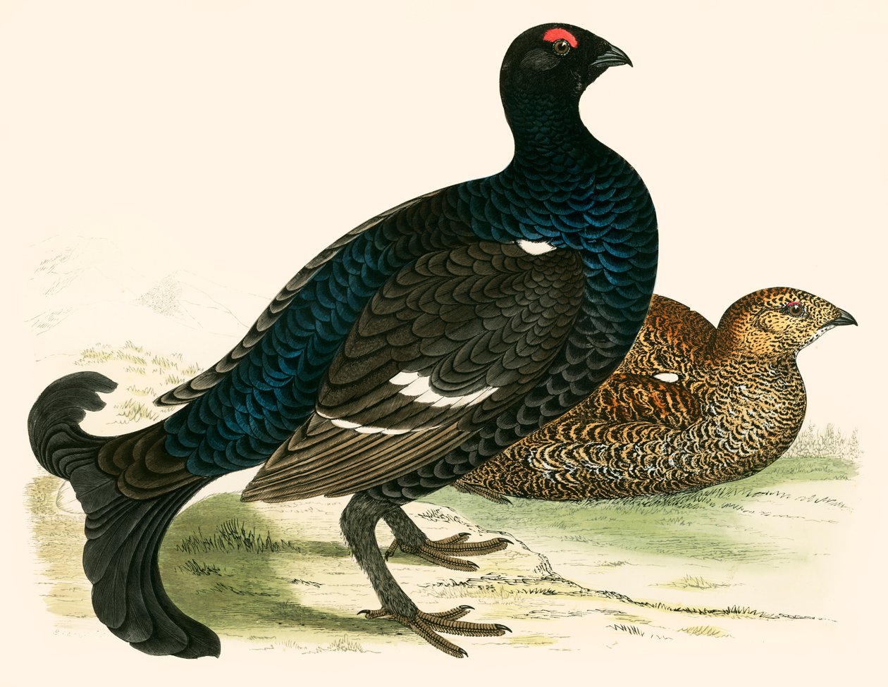 Black Grouse by Beverley R. Morris