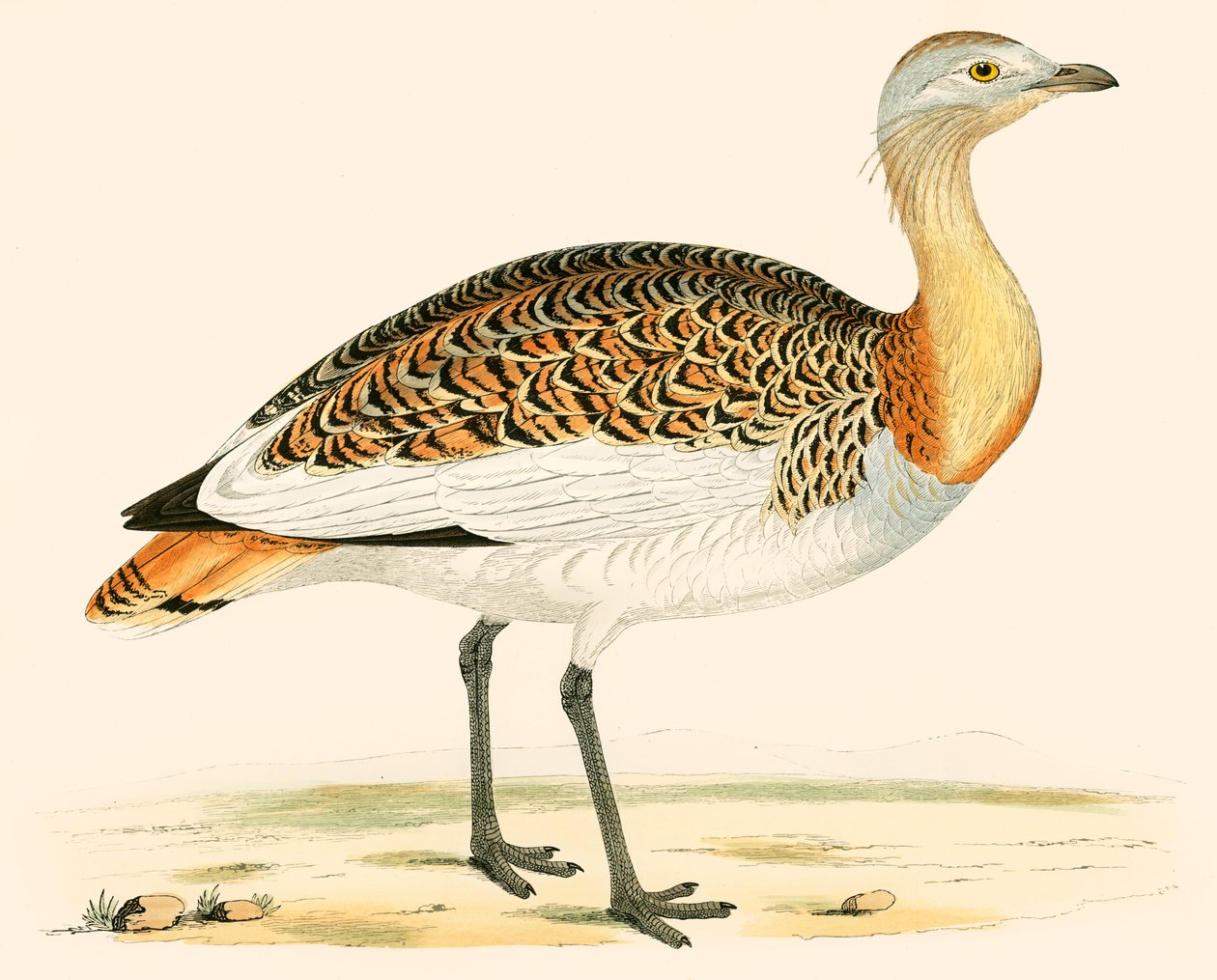 Great Bustard by Beverley R. Morris