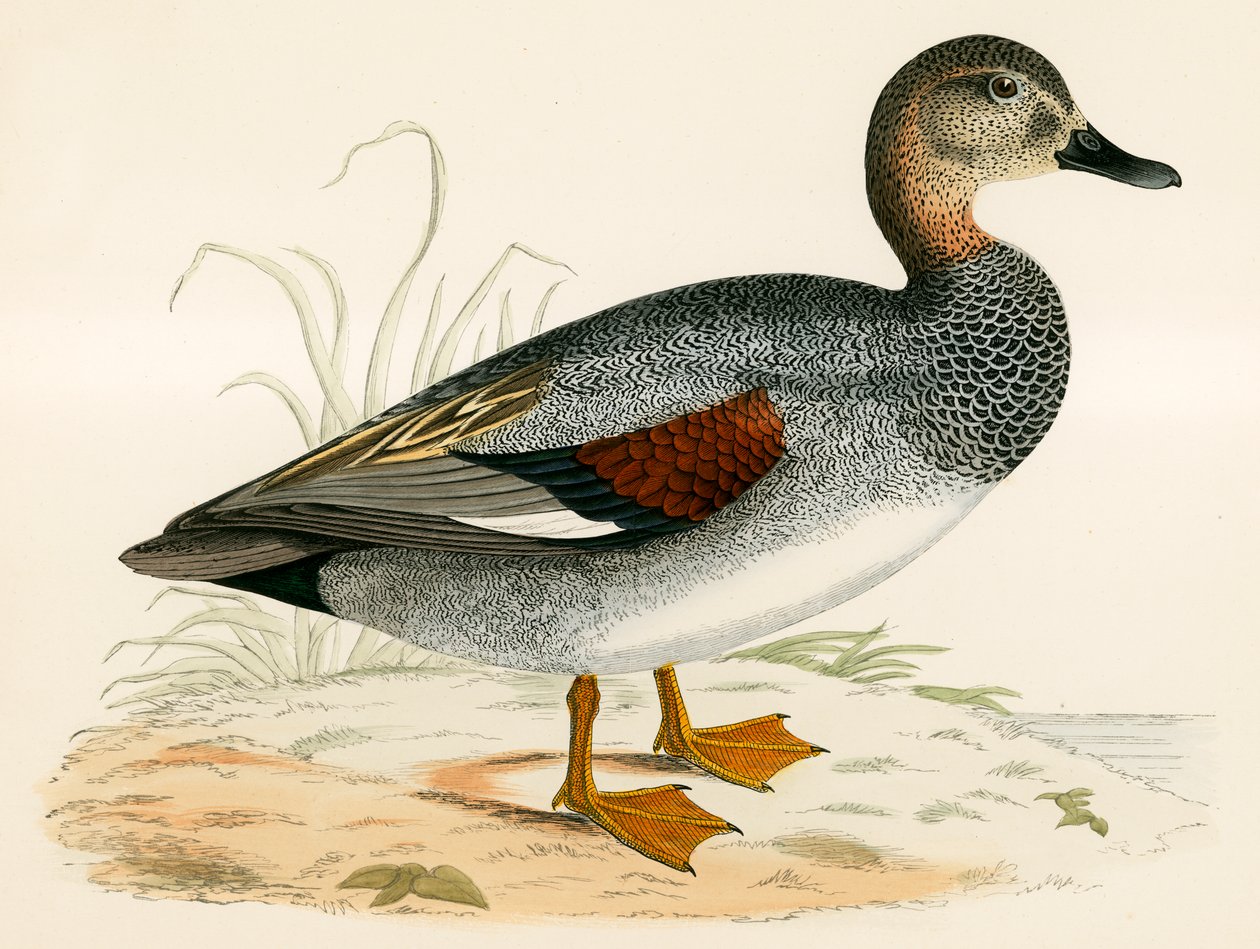 Gadwall by Beverley R. Morris