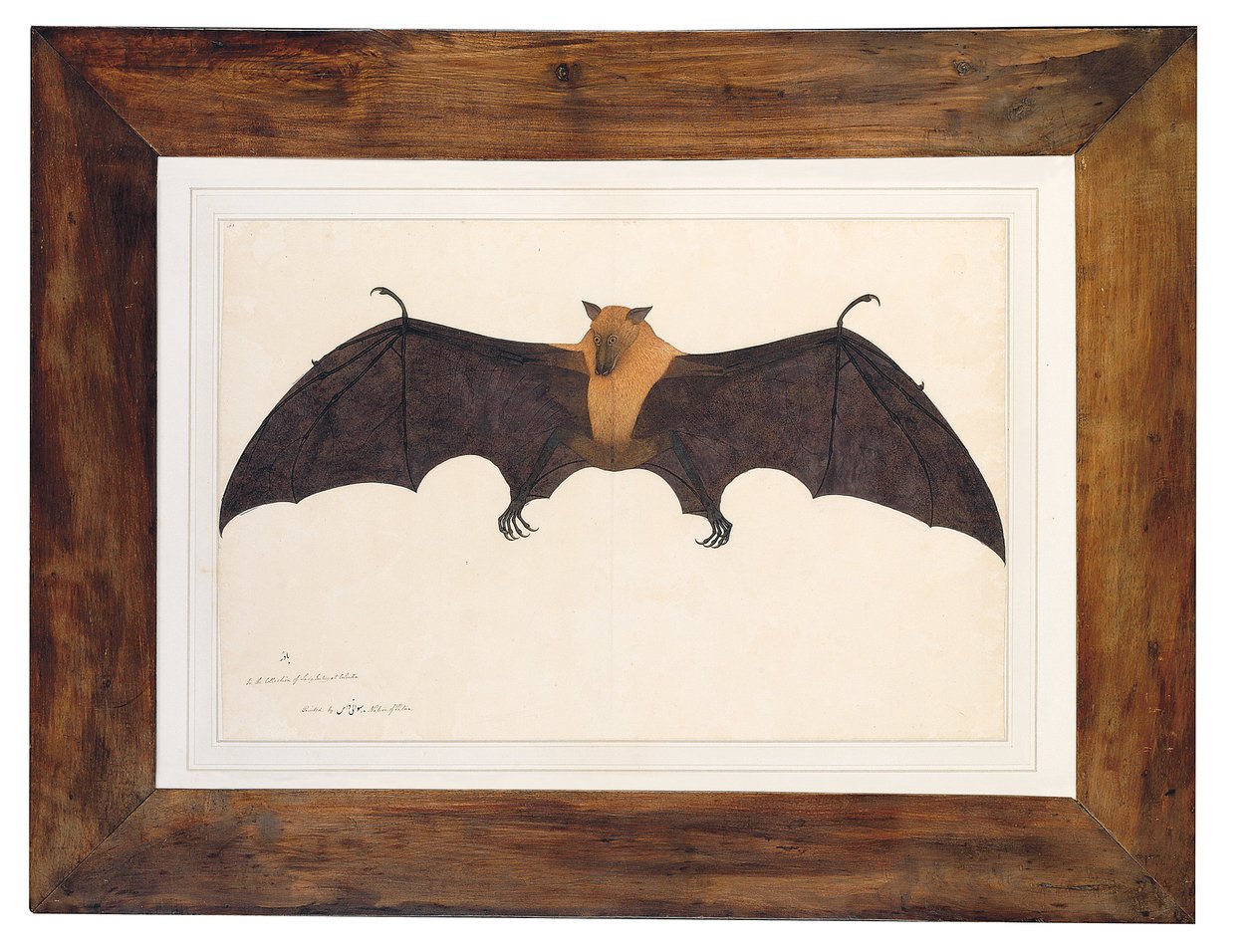 Great Indian Fruit Bat by Bhawani Das