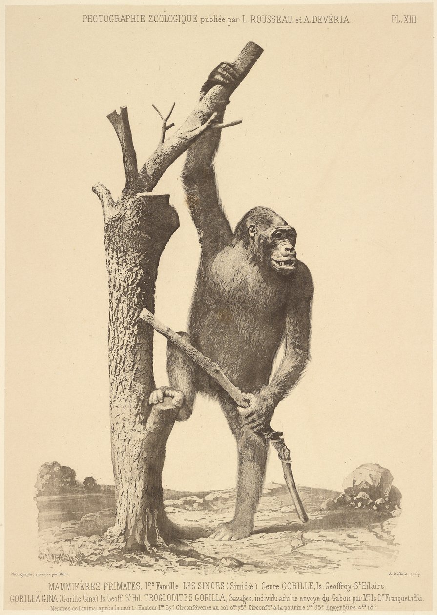 Gorilla by Bisson Frères