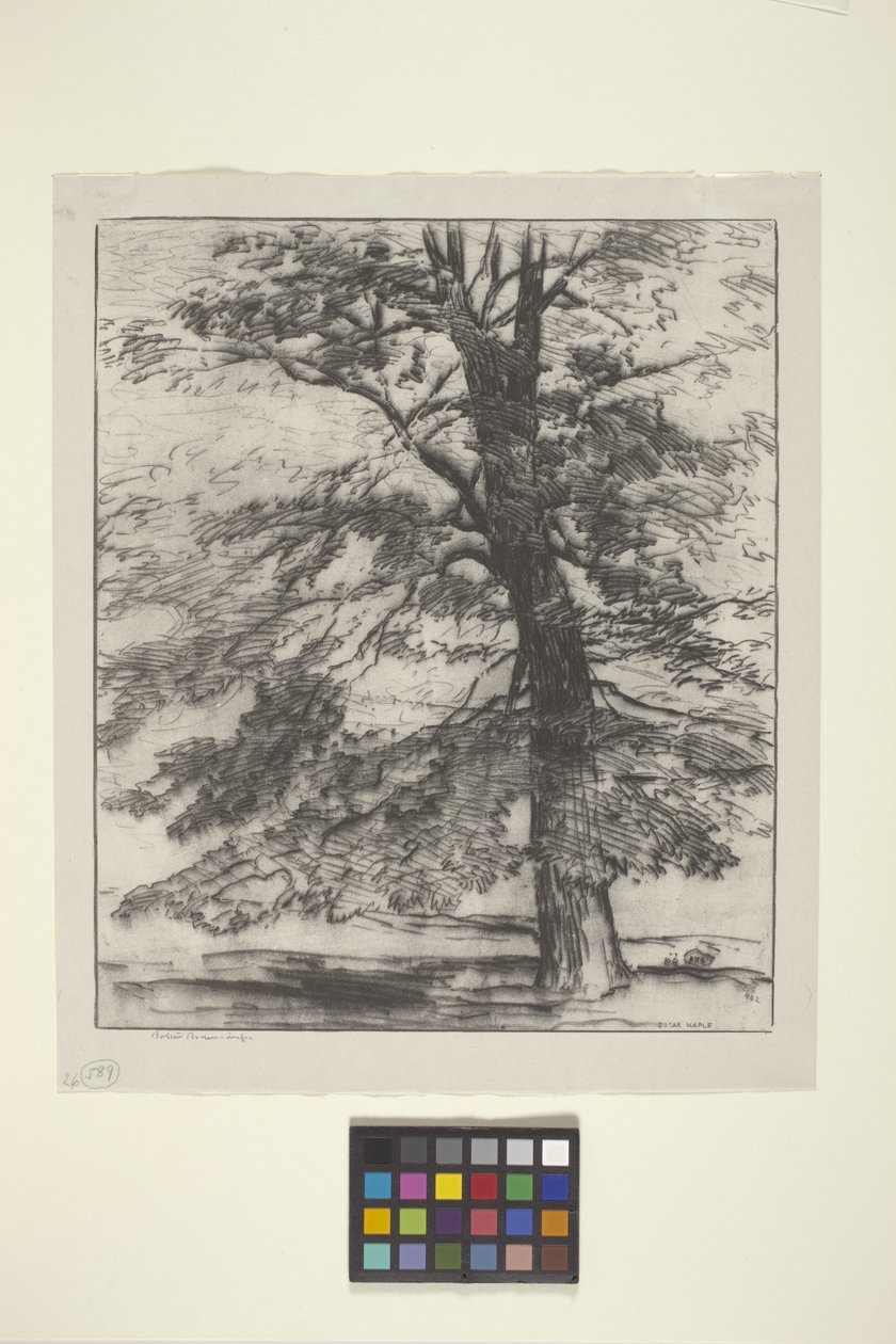 Sugar Maple by Bolton Coit Brown