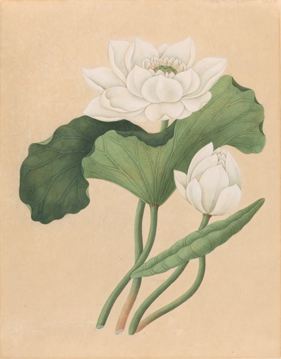 East Indian Lotus (Nelumbo nucifera) by British 19th Century